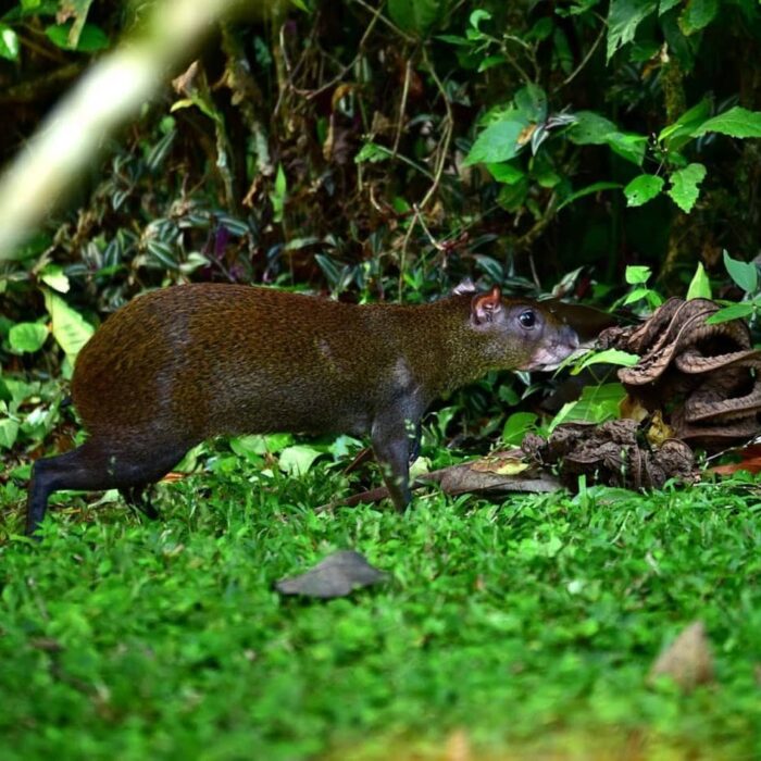 NP Cahuita - Agouti, Kostarika, autor Lukáš Zeman