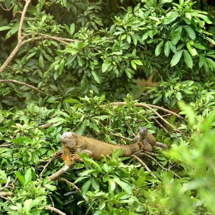 2016 03 17 08.35.25 D750 Iguana Bridge Leguáni