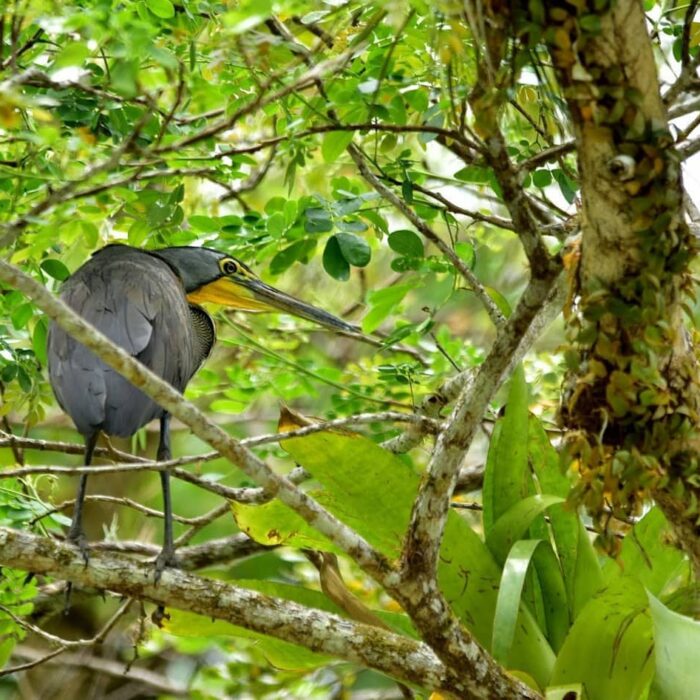 2016 03 17 11.02.17 D750 Cano Negro Bukač Středoamerický (Tigrisoma Mexicanum) (asi)