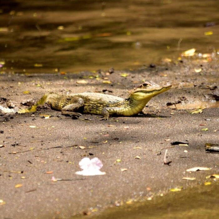 2016 03 17 11.20.11 D750 Cano Negro Kajman Brýlový (Spectacled Caiman)
