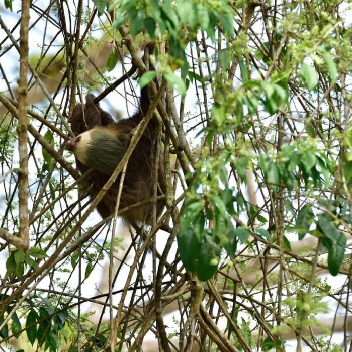 Cano Negro Lenochod Kr Tkokrk (Hoffman's Two Toed Sloth)