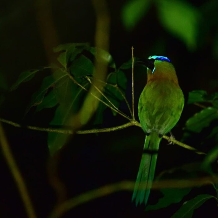 Noční Trek V Santuario Ecológico Momot černolící (Momotus Momota)