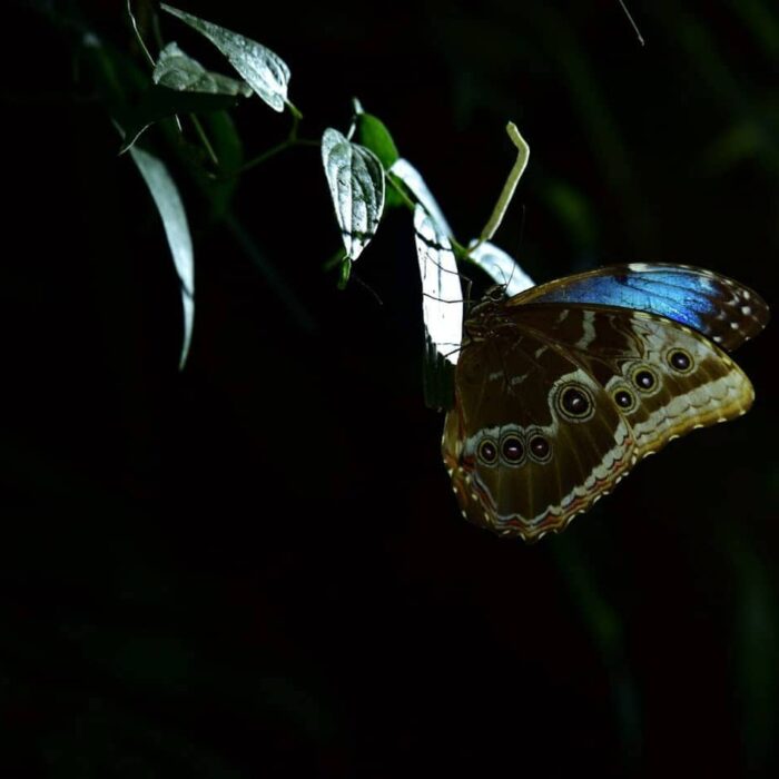 Noční Trek V Santuario Ecológico Morpho Helenor
