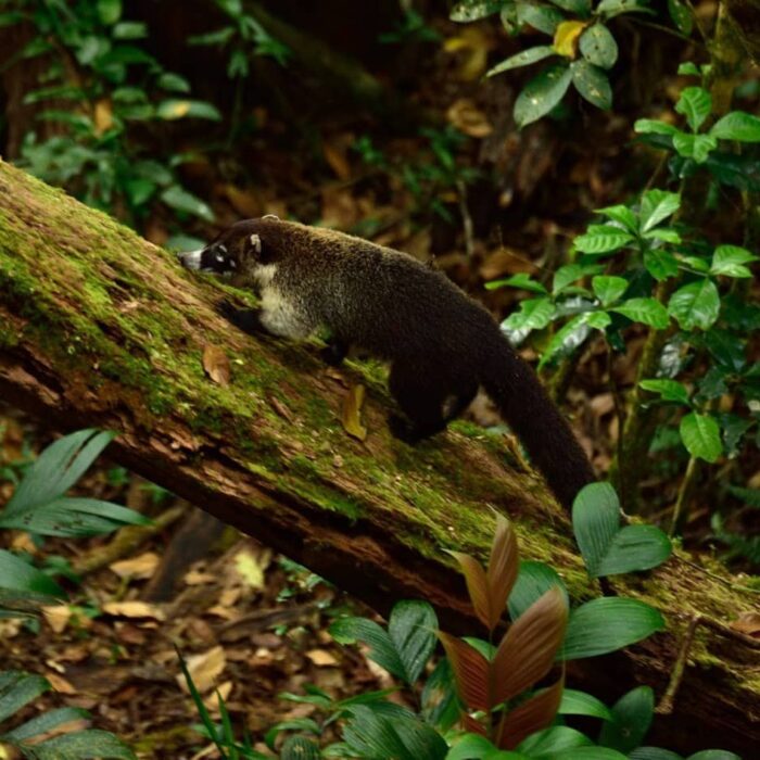 NP Monteverde Nosál Bělonosý (White Nosed Coati)