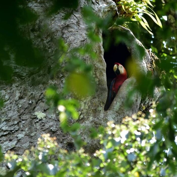 NP Carara Ara Arakanga (Scarlet Macaw)