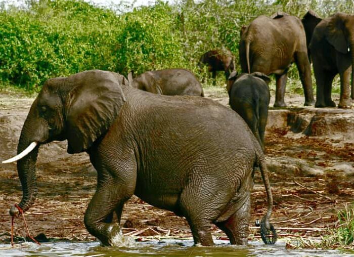 Elephant Safari Uganda Nationalpark
