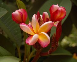 Réunion, autor Lenka Skrbková