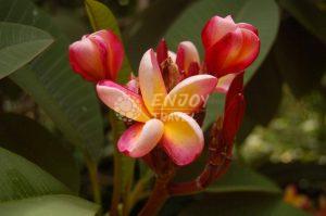 Illustrativní obrázek k zájezdu Réunion (květen 2015), kde je zobrazena tropická květina.