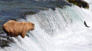 Ilustrativní obrázek k zájezdu Aljaška (červenec 2017), medvěd chytající lososy u splavu.