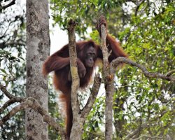 Orangutan, Indonésie, L.Z.