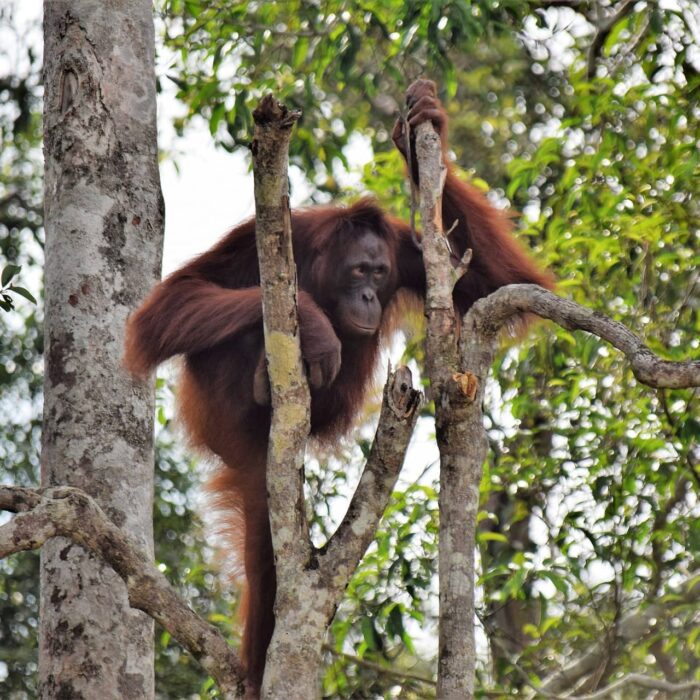 Orangutan