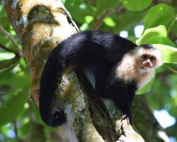 Malpa kapucínská, Kostarika, archiv Enjoy Travel