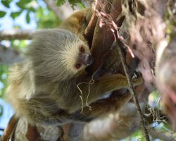 Lenochod, Kostarika, autor Irena Koubíková