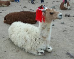 Lama, Peru, autor F.C.