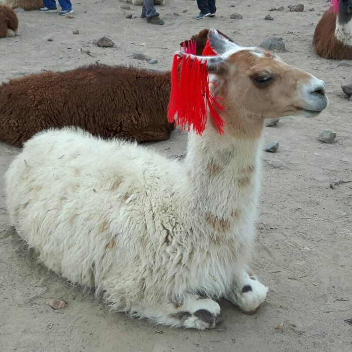 Lama, Peru, autor F.C.