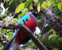 Monteverde, Kostarika, autor Irena Koubíková