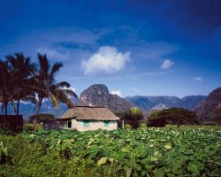 Tabáková pole, Kuba, archiv Enjoy Travel