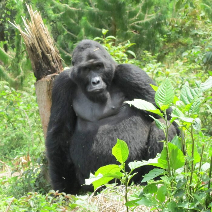 Silverback, Uganda, Archiv CK Enjoy Travel