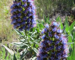 Madeira, archiv Enjoy Travel