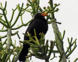 Madeira, archiv Enjoy Travel