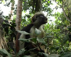 Gueréza červená, Jozani Forest, Zanzibar, archiv Enjoy Travel