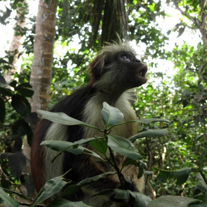 Gueréza červená, Jozani Forest, Zanzibar, archiv Enjoy Travel