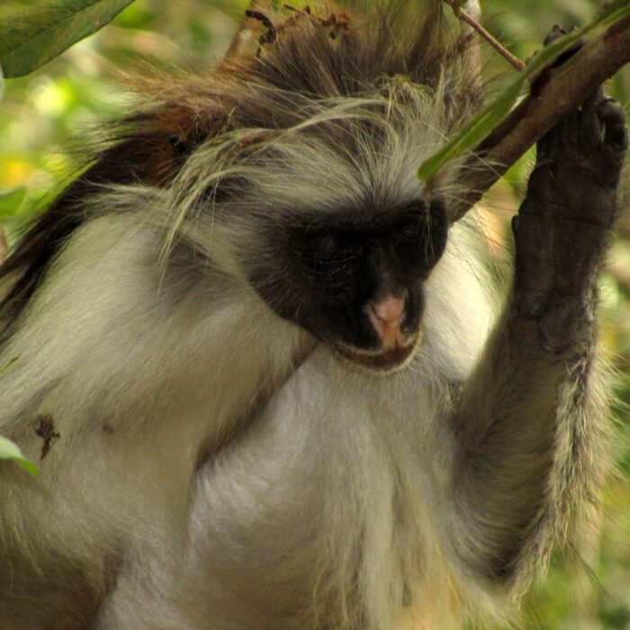 Gueréza červená, Jozani Forest, Zanzibar, archiv Enjoy Travel