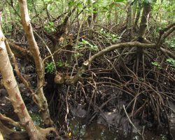 Mangrovy, Zanzibar, archiv Enjoy Travel