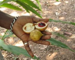Muškátový oříšek, Zanzibar, archiv Enjoy Travel
