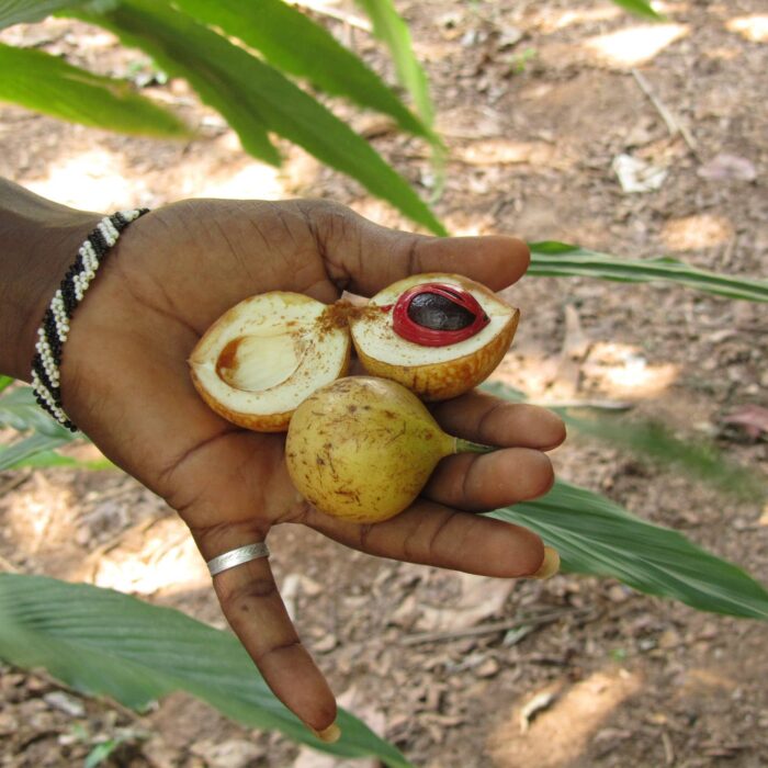 Muškátový oříšek, Zanzibar, archiv Enjoy Travel