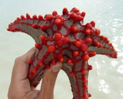 Zanzibar, archiv Enjoy Travel