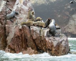 Islas Ballestas, Peru, autor F.C.