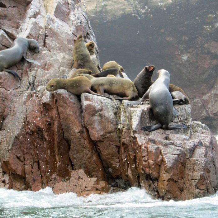 Islas Ballestas, Peru, autor F.C.