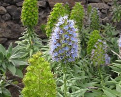 Madeira, autor Lenka Skrbková