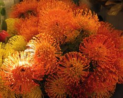 Madeira, autor Lenka Skrbková