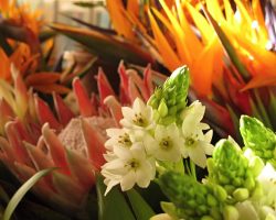 Madeira, autor Lenka Skrbková