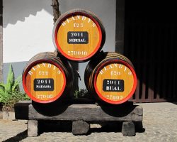 Madeira, autor Lenka Skrbková