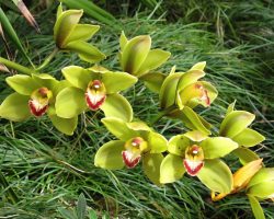 Madeira, autor Lenka Skrbková