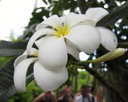 Réunion, autor Lenka Skrbková