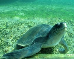 Réunion, autor Lenka Skrbková