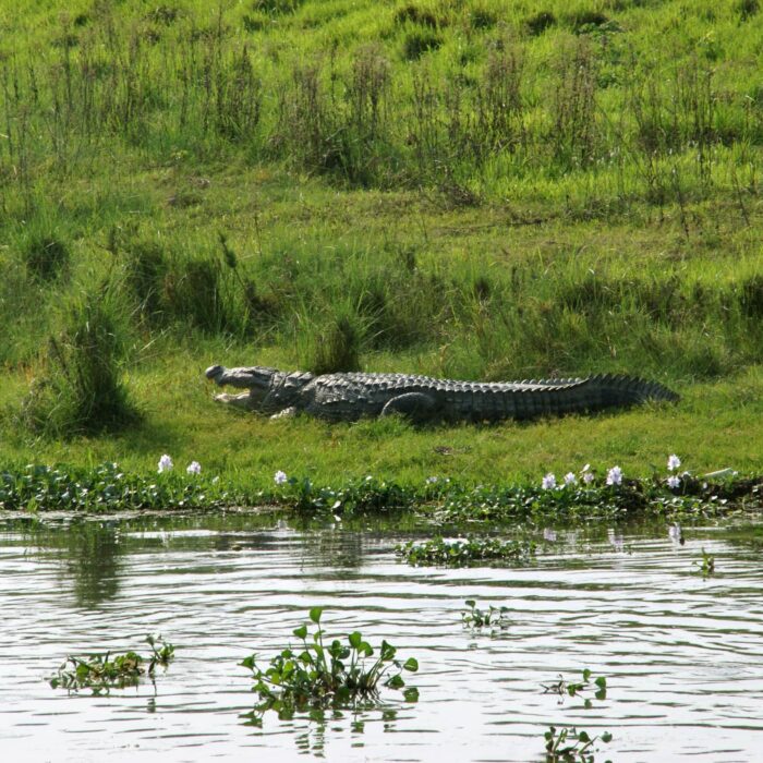 Crocodile 1125627