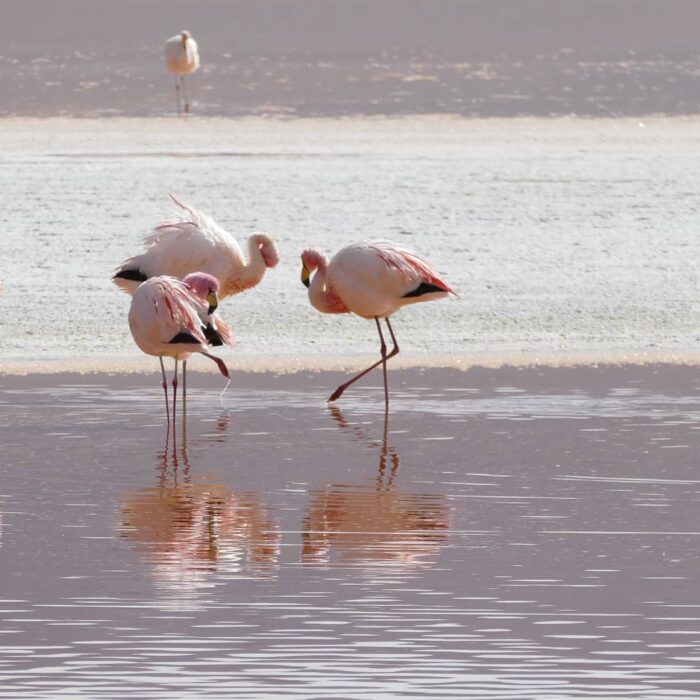 Flamingos 2099640