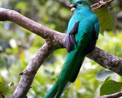 Monteverde, Kvesal chocholatý, Kostarika, archiv Enjoy Travel