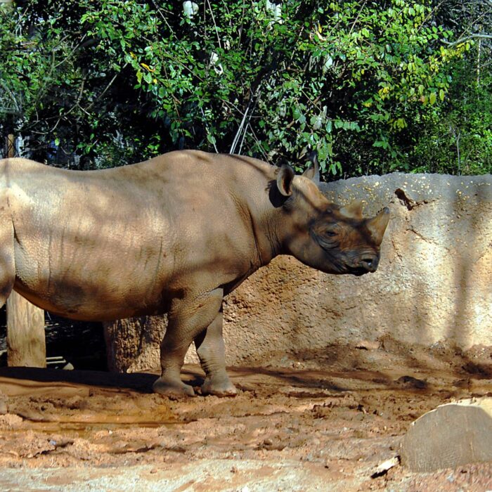 Rhino 1620122