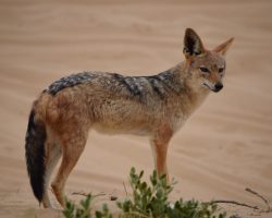 Namibie, archiv Enjoy Travel