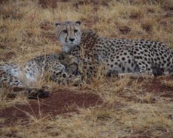 Namibie, archiv Enjoy Travel