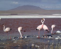 Laguny Altiplano, Bolívie, archiv Enjoy Travel