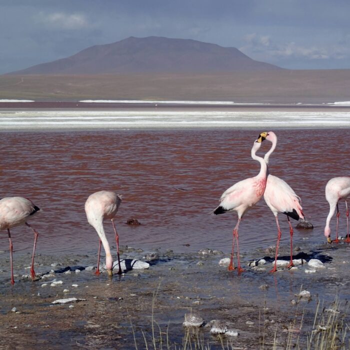 Laguny Altiplano, Bolívie, archiv Enjoy Travel