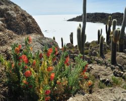 Isla Del Pescado, Salar de Uyuni, Bolívie, archiv Enjoy Travel