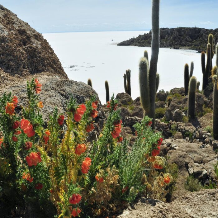 Isla Del Pescado, Salar de Uyuni, Bolívie, archiv Enjoy Travel